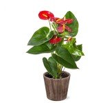 Red Anthurium Live Indoor Plant in Wood Pot