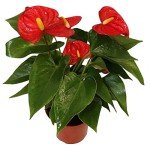 Anthurium Red Live Plant in 4-Inch Pot