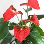 Red Anthurium Live Indoor Plant in Wood Pot