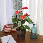 Red Anthurium Live Indoor Plant in Wood Pot
