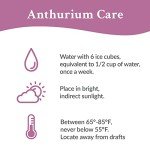 Red Anthurium Live Indoor Plant in Wood Pot