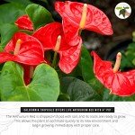 Anthurium Red Live Plant in 4-Inch Pot