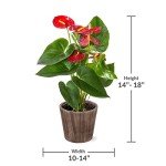 Red Anthurium Live Indoor Plant in Wood Pot