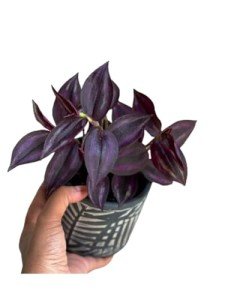 Purple Wandering Jew Plant - Low Light Houseplant