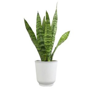 Variegated Snake Plant with White Planter - 6