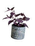 Purple Wandering Jew Plant - Low Light Houseplant