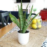 Variegated Snake Plant with White Planter - 6
