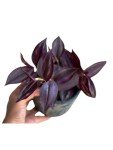 Purple Wandering Jew Plant - Low Light Houseplant