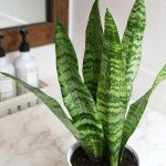 Variegated Snake Plant with White Planter - 6