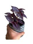 Purple Wandering Jew Plant - Low Light Houseplant
