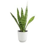 Variegated Snake Plant with White Planter - 6