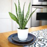Variegated Snake Plant with White Planter - 6