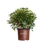 Bronze Beauty Cleyera - Compact Evergreen Shrub