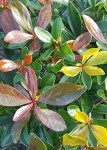 Bronze Beauty Cleyera - Compact Evergreen Shrub