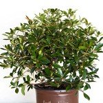 Bronze Beauty Cleyera - Compact Evergreen Shrub