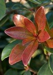 Bronze Beauty Cleyera - Compact Evergreen Shrub