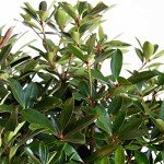 Bronze Beauty Cleyera - Compact Evergreen Shrub