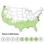 Bronze Beauty Cleyera - Compact Evergreen Shrub