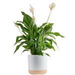 Peace Lily Plant – Air-Purifying Indoor Houseplant