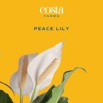 Peace Lily Plant – Air-Purifying Indoor Houseplant