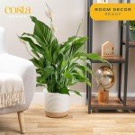 Peace Lily Plant – Air-Purifying Indoor Houseplant