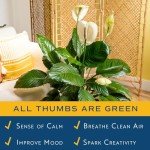 Peace Lily Plant – Air-Purifying Indoor Houseplant