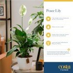 Peace Lily Plant – Air-Purifying Indoor Houseplant
