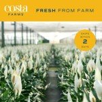 Peace Lily Plant – Air-Purifying Indoor Houseplant