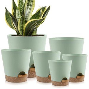 Indoor Self-Watering Planters with Drainage Saucers