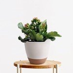 Self-Watering Flower Pots Set of 3, 12-9 Inch