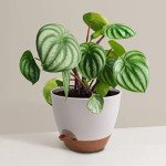 Self-Watering Flower Pots Set of 3, 12-9 Inch