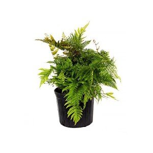 Autumn Fern Live Plant for Indoor/Outdoor Use