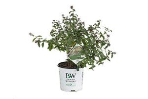 Miss Molly Butterfly Bush - Deep Pink Flowers