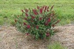 Miss Molly Butterfly Bush - Deep Pink Flowers