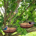 2 Pack Metal Hanging Bird Feeders for Gardens