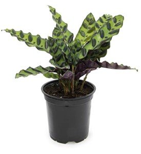 Calathea Prayer Plant - Beautiful Indoor Houseplant