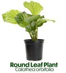 Calathea Prayer Plant - Beautiful Indoor Houseplant