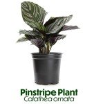 Calathea Prayer Plant - Beautiful Indoor Houseplant