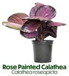 Calathea Prayer Plant - Beautiful Indoor Houseplant