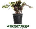 Calathea Prayer Plant - Beautiful Indoor Houseplant