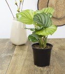 Calathea Prayer Plant - Beautiful Indoor Houseplant
