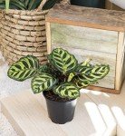 Calathea Prayer Plant - Beautiful Indoor Houseplant