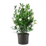 August Beauty Gardenia Shrub - 1 Gallon Plant