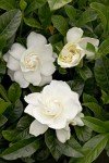 August Beauty Gardenia Shrub - 1 Gallon Plant
