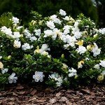 August Beauty Gardenia Shrub - 1 Gallon Plant