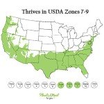 August Beauty Gardenia Shrub - 1 Gallon Plant