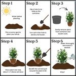 August Beauty Gardenia Shrub - 1 Gallon Plant