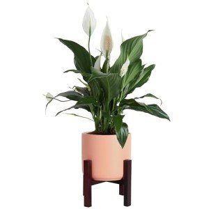 Peace Lily Indoor Plant - Elegant Air Purifier