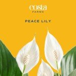 Peace Lily Indoor Plant - Elegant Air Purifier