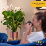 Peace Lily Indoor Plant - Elegant Air Purifier